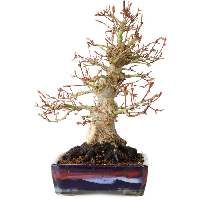 Acer palmatum, 21 cm, ± 20 Jahre alt, mit einem Nebari von 10 cm