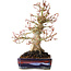 Acer palmatum, 21 cm, ± 20 jaar oud, met een nebari van 10 cm