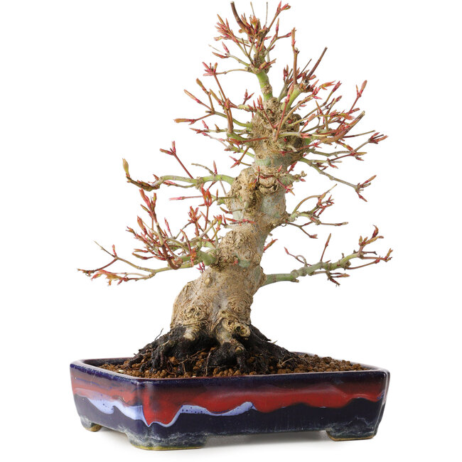 Acer palmatum, 21 cm, ± 20 Jahre alt, mit einem Nebari von 10 cm