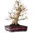Acer palmatum, 21 cm, ± 20 jaar oud, met een nebari van 10 cm