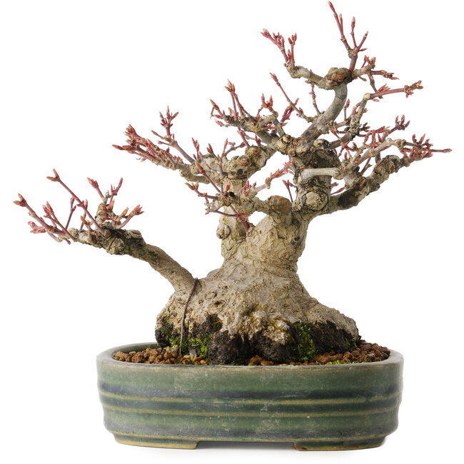 Acer palmatum, 18 cm, ± 30 jaar oud, met een nebari van 11 cm