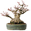 Acer palmatum, 18 cm, ± 30 jaar oud, met een nebari van 11 cm