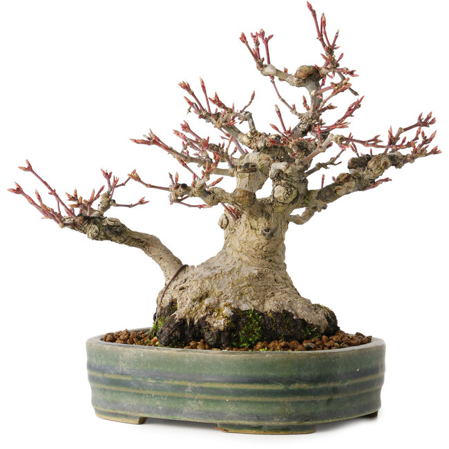 Acer palmatum, 18 cm, ± 30 years old, with a nebari of 11 cm