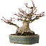 Acer palmatum, 18 cm, ± 30 jaar oud, met een nebari van 11 cm
