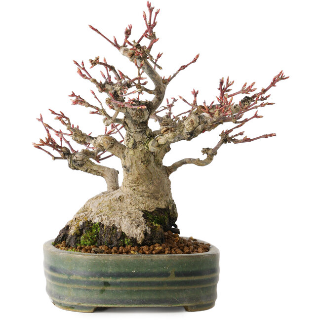 Acer palmatum, 18 cm, ± 30 anni, con un nebari di 11 cm