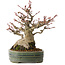 Acer palmatum, 18 cm, ± 30 jaar oud, met een nebari van 11 cm