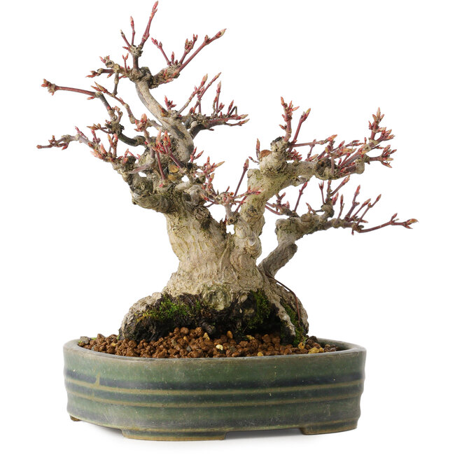 Acer palmatum, 18 cm, ± 30 anni, con un nebari di 11 cm