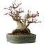 Acer palmatum, 18 cm, ± 30 jaar oud, met een nebari van 11 cm