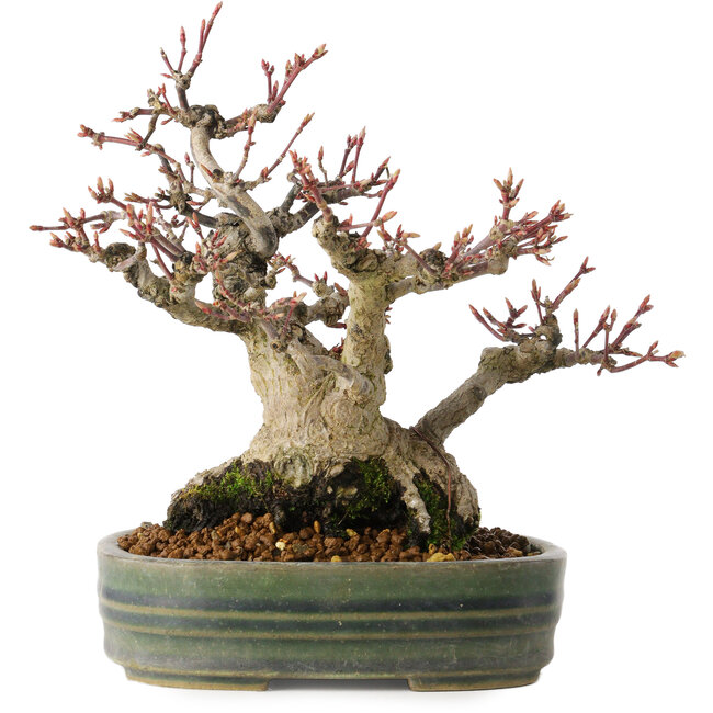 Acer palmatum, 18 cm, ± 30 years old, with a nebari of 11 cm