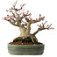 Acer palmatum, 18 cm, ± 30 years old, with a nebari of 11 cm