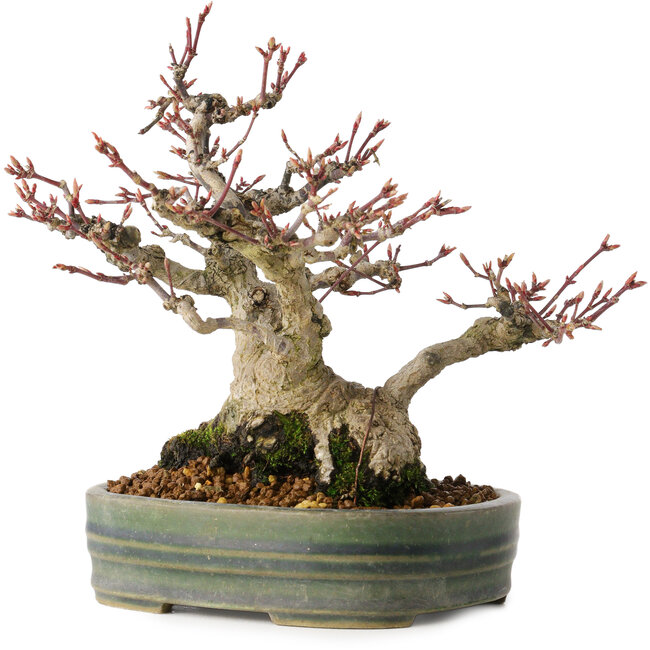 Acer palmatum, 18 cm, ± 30 Jahre alt, mit einem Nebari von 11 cm