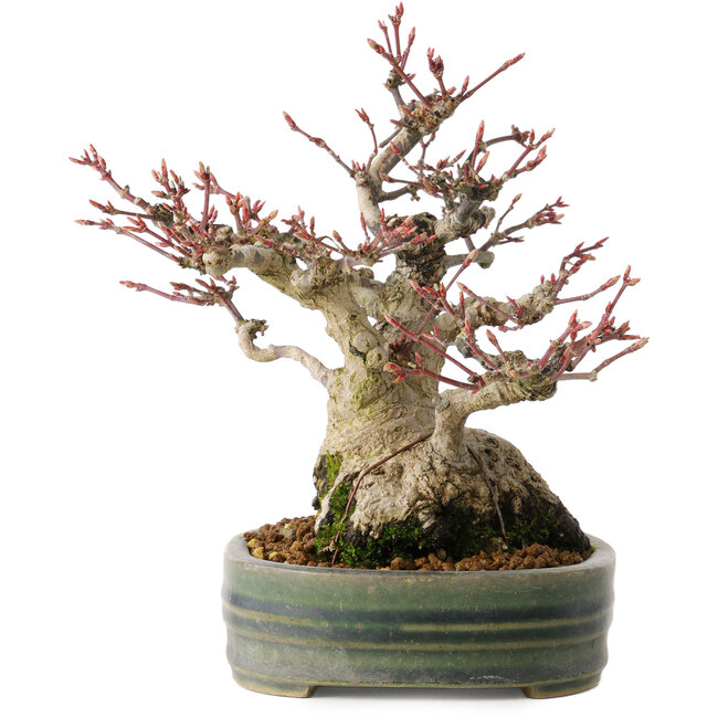 Acer palmatum, 18 cm, ± 30 years old, with a nebari of 11 cm