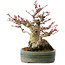 Acer palmatum, 18 cm, ± 30 anni, con un nebari di 11 cm