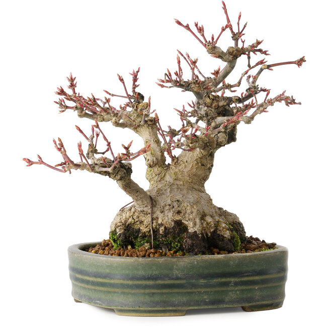 Acer palmatum, 18 cm, ± 30 ans, avec un nebari de 11 cm