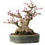 Acer palmatum, 18 cm, ± 30 anni, con un nebari di 11 cm
