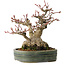 Acer palmatum, 18 cm, ± 30 years old, with a nebari of 11 cm