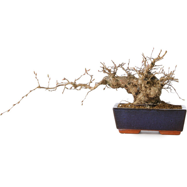 Carpinus coreana, 15 cm, ± 25 Jahre alt