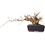 Carpinus coreana, 15 cm, ± 25 Jahre alt