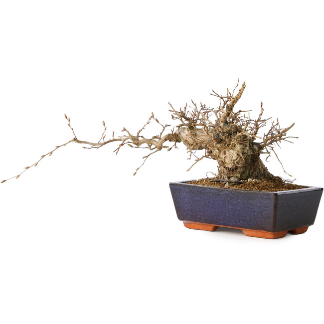 Carpinus coreana, 15 cm, ± 25 jaar oud