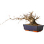 Carpinus coreana, 15 cm, ± 25 Jahre alt