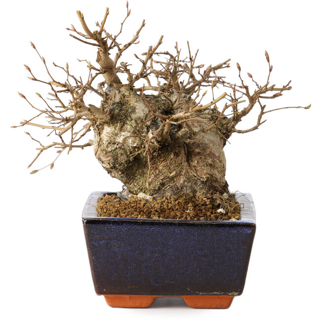 Carpinus coreana, 15 cm, ± 25 años
