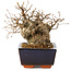 Carpinus coreana, 15 cm, ± 25 anni