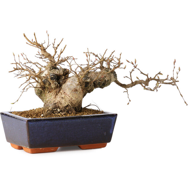 Carpinus coreana, 15 cm, ± 25 years old