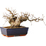 Carpinus coreana, 15 cm, ± 25 Jahre alt