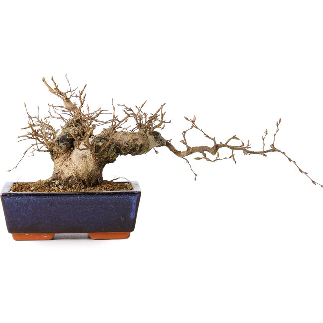Carpinus coreana, 15 cm, ± 25 ans