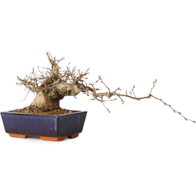 Carpinus coreana, 15 cm, ± 25 anni