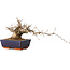 Carpinus coreana, 15 cm, ± 25 jaar oud