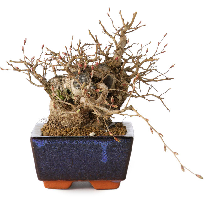 Carpinus coreana, 15 cm, ± 25 Jahre alt