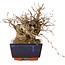 Carpinus coreana, 15 cm, ± 25 Jahre alt