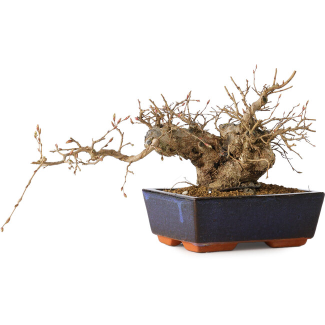 Carpinus coreana, 15 cm, ± 25 ans