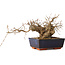 Carpinus coreana, 15 cm, ± 25 Jahre alt