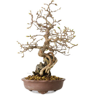 Carpinus coreana, 30 cm, ± 25 jaar oud