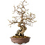 Carpinus coreana, 30 cm, ± 25 jaar oud