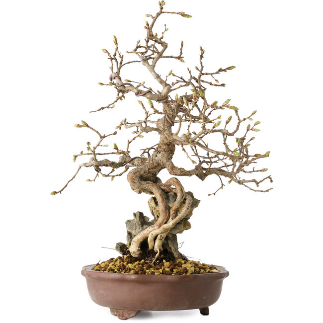 Carpinus coreana, 30 cm, ± 25 Jahre alt