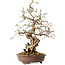 Carpinus coreana, 30 cm, ± 25 jaar oud