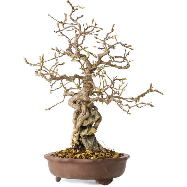 Carpinus coreana, 30 cm, ± 25 Jahre alt