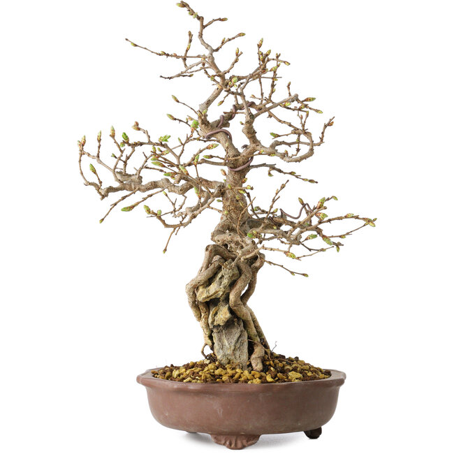 Carpinus coreana, 30 cm, ± 25 anni