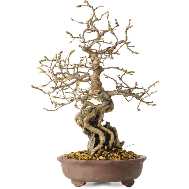 Carpinus coreana, 30 cm, ± 25 ans