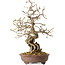 Carpinus coreana, 30 cm, ± 25 jaar oud