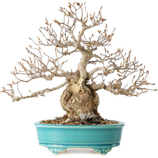 Carpinus coreana, 28 cm, ± 25 jaar oud
