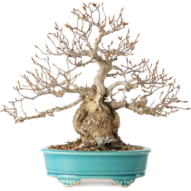 Carpinus coreana, 28 cm, ± 25 jaar oud