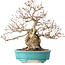 Carpinus coreana, 28 cm, ± 25 jaar oud