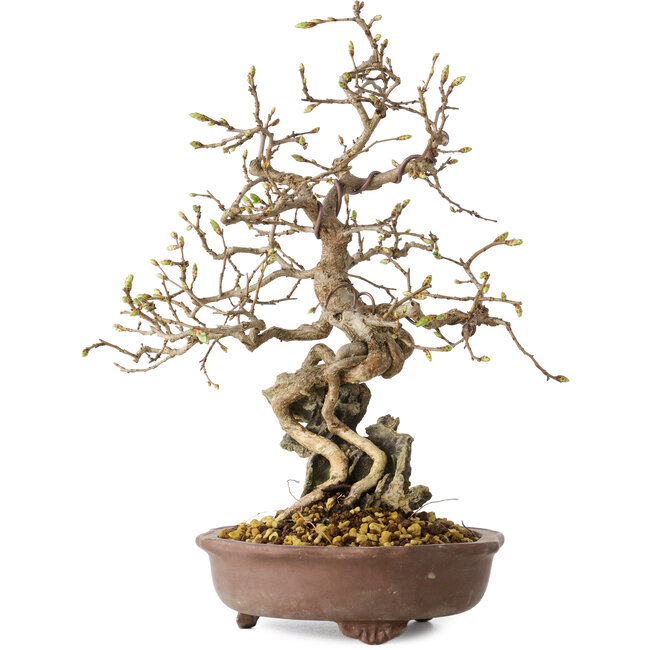 Carpinus coreana, 30 cm, ± 25 Jahre alt