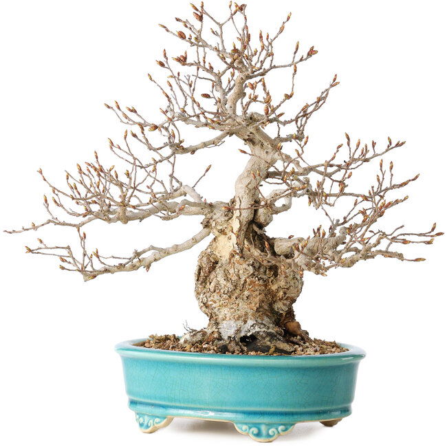 Carpinus coreana, 28 cm, ± 25 anni
