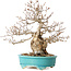 Carpinus coreana, 28 cm, ± 25 jaar oud
