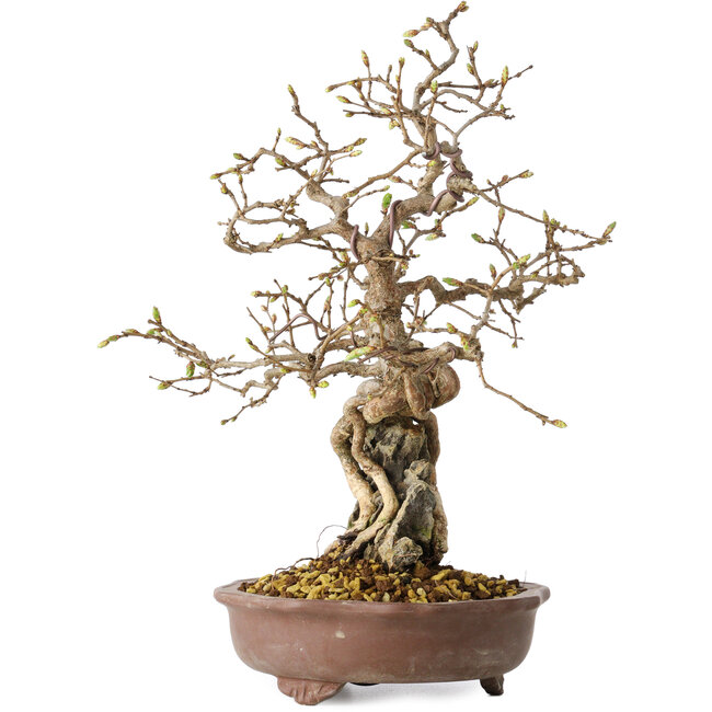 Carpinus coreana, 30 cm, ± 25 años